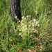 Rattlesnake Master